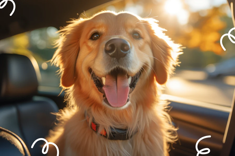 best car dog hammock